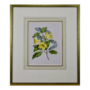 Yellow Trumpet Flowers: Hand-Colore Botanical Engraving by Joseph Paxton , 1834