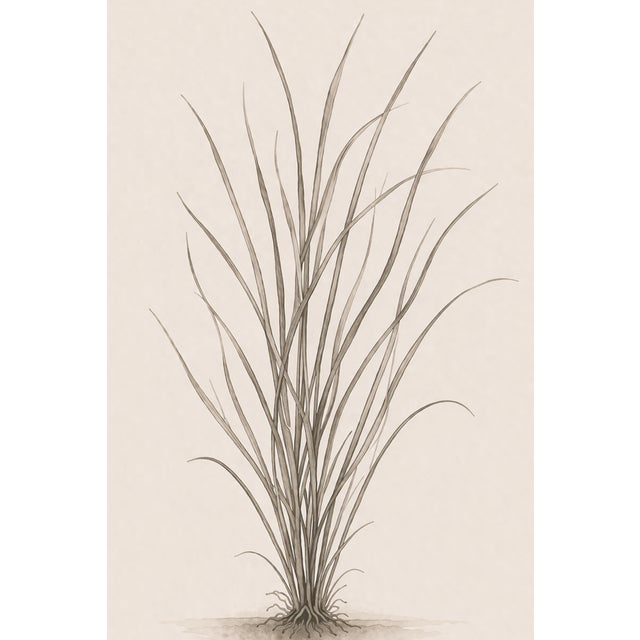 Not Yet Made - Made To Order Coastal Sea Grass Study Iv, Minimalist Botanical Art Print, 24" × 36" Reproduction For Sale - Image 5 of 10