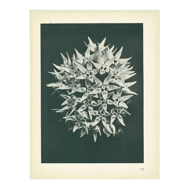 1928 Karl Blossfeldt Original Period Photogravure N113 of Asclepias Speciosa For Sale
