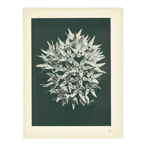 1928 Karl Blossfeldt Original Period Photogravure N113 of Asclepias Speciosa