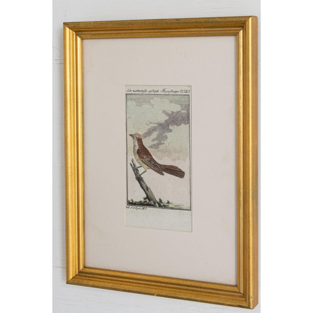 19th Century Set of Framed Avian / Bird Engravings For Sale - Image 10 of 11