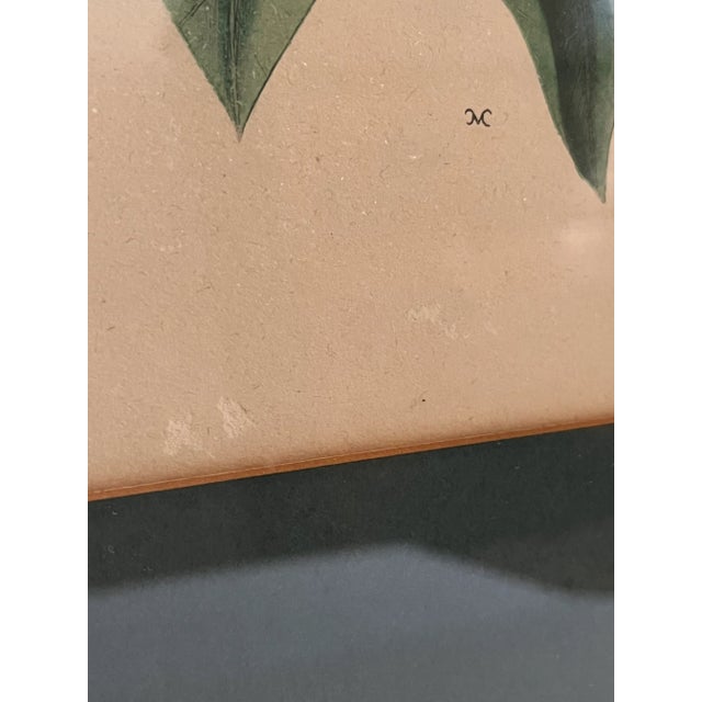 Antique Hand Colored Bird Engravings Framed Mark Catesby Set For Sale - Image 9 of 14