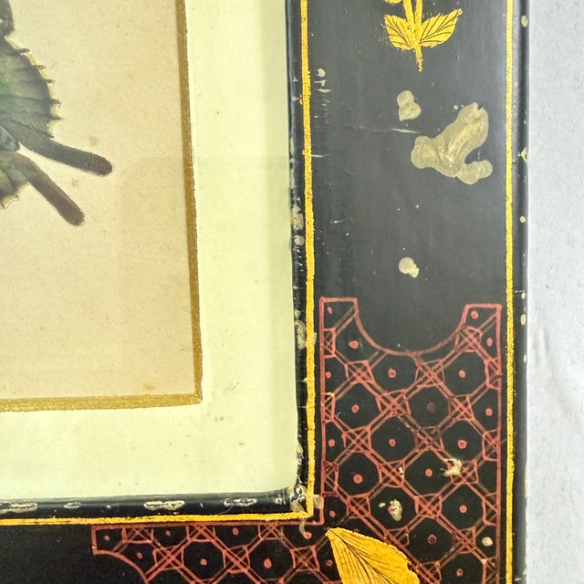 English Regency Period Watercolored Fruit Print in Hand Painted Lacquered Frame For Sale - Image 9 of 14