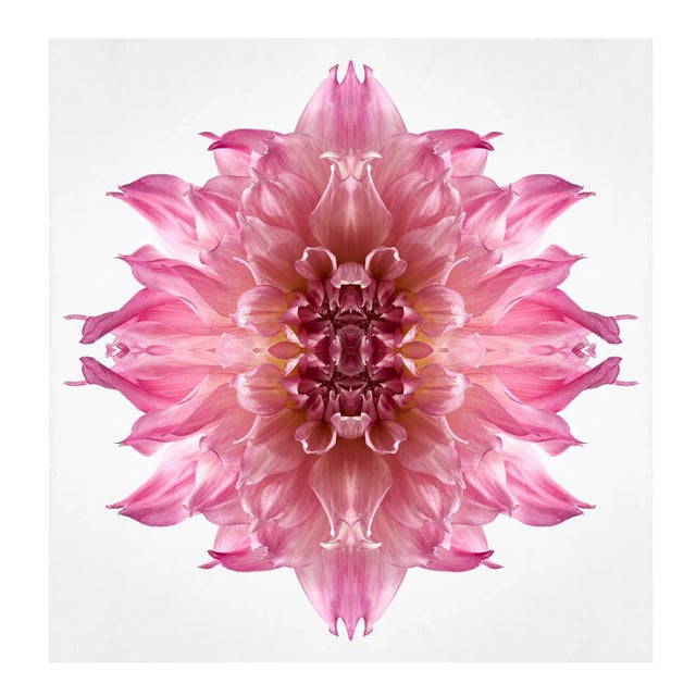 "Dahlia 1 Collage 6" Contemporary Botanical Photograph by Erin Derby, Framed in Plexi For Sale