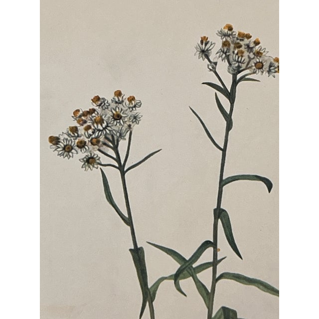 Mid-Century Modern Vintage Botanical Framed Prints Set of 2 - Authentic 1953 Prints For Sale - Image 3 of 6