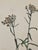 Mid-Century Modern Vintage Botanical Framed Prints Set of 2 - Authentic 1953 Prints For Sale - Image 3 of 6