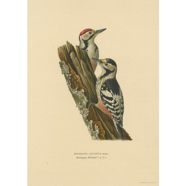 Swedish White-Backed Woodpecker on Woodland Trunk with Bird Print, 1929 For Sale - Image 3 of 10