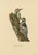 Swedish White-Backed Woodpecker on Woodland Trunk with Bird Print, 1929 For Sale - Image 3 of 10