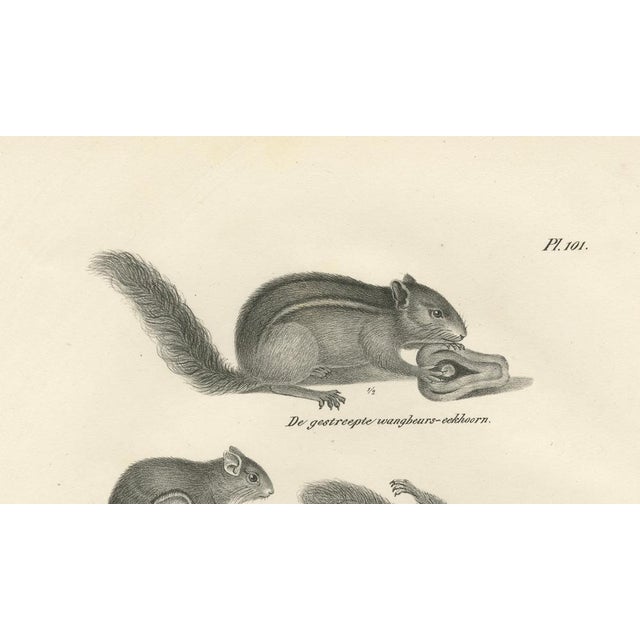 Black After Schinz, Squirrels & Flying Squirrels, 19th Century, Lithographs, Set of 2 For Sale - Image 8 of 9