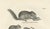 Black After Schinz, Squirrels & Flying Squirrels, 19th Century, Lithographs, Set of 2 For Sale - Image 8 of 9