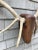 Brown 1990s Elk Head Wood and Antler Trophy Wall Decor For Sale - Image 8 of 10