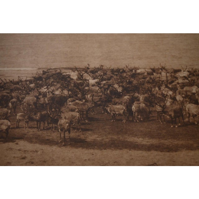 American Edward S. Curtis "Reindeer - Nunivak" 1930 Vintage Photogravure, Cardozo Collection For Sale - Image 3 of 9