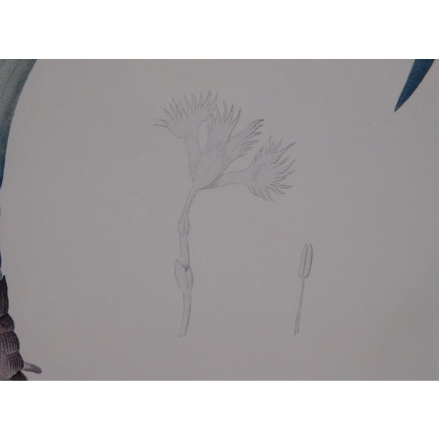 Redouté "iris Fimbriata Iris Frangée" Art Print on Paper Framed For Sale - Image 12 of 13