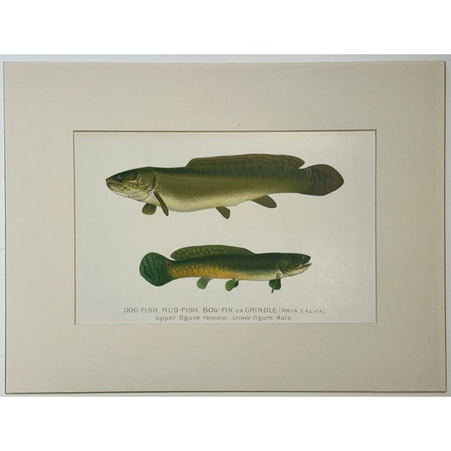 Original chromolithograph of Dogfish (male & female) by S. F. Denton for the New York Forest, Fish and Game Commission,...