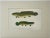 Original chromolithograph of Dogfish (male & female) by S. F. Denton for the New York Forest, Fish and Game Commission,...