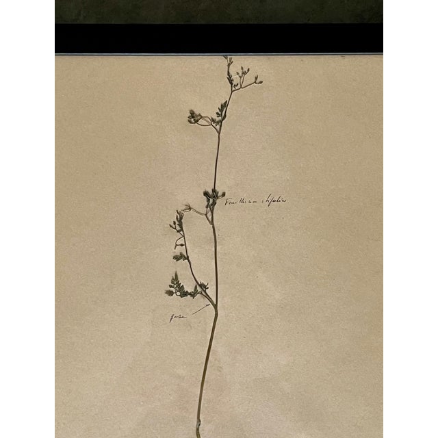 1965 French Herbarium Botanical Specimens – Set of 9 Custom Framed Pressed Botanicals For Sale - Image 16 of 18