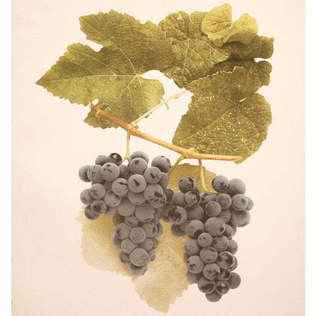 1900 - 1909 1900s U. P. Hedrick, Original Antique Photogravure of Jewell Grapes For Sale - Image 5 of 7
