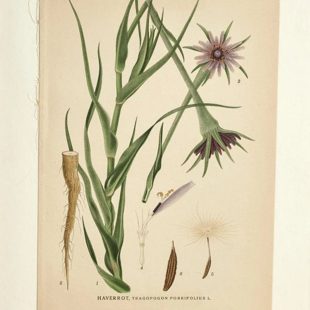 Antique Group of Nine Hand Colored Botanical Prints For Sale In West Palm - Image 6 of 18