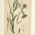 Antique Group of Nine Hand Colored Botanical Prints For Sale In West Palm - Image 6 of 18