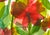 Original Watercolor Painting “Red Tissue Poppies” For Sale - Image 4 of 8
