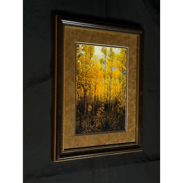 Framed Autumn Forest Print With Yellow Trees For Sale - Image 4 of 9