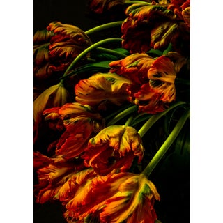 Tulipa "Irene Parrot" – Signed Limited Edition Botanical Photography | Archival Fine Art Print, Framed & Ready to Hang For Sale