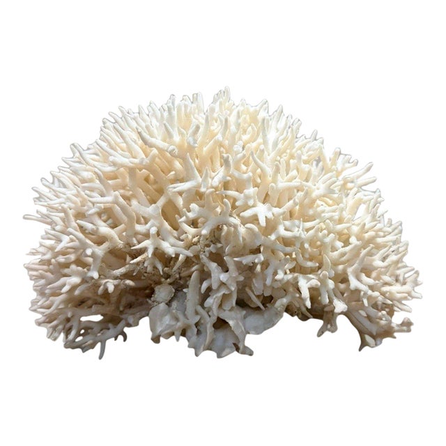 Late 20th Century Large Natural White Branching Coral Reef Specimen Coastal Ocean Decor 9" For Sale