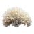 Late 20th Century Large Natural White Branching Coral Reef Specimen Coastal Ocean Decor 9" For Sale