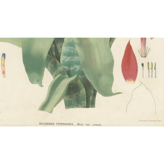 After De Vriese, Botanical Plate of Billbergia Thyrsoidea, 1856, Lithograph For Sale - Image 6 of 9