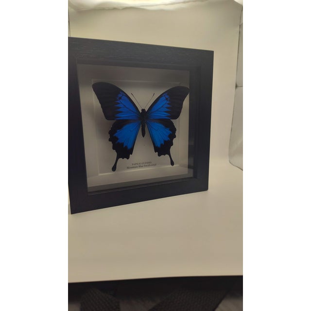 Modern Glass Frame Display Papilio Ulysses Mountain Blue Swallowtail Butterfly For Sale - Image 3 of 4