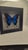 Modern Glass Frame Display Papilio Ulysses Mountain Blue Swallowtail Butterfly For Sale - Image 3 of 4