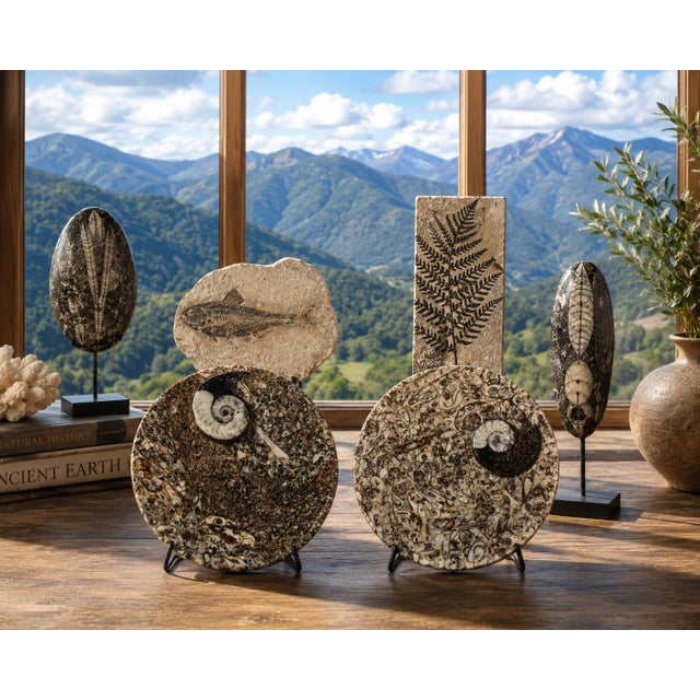 These remarkable plates are crafted from ammonite fossil stone, a natural material formed from the fossilized remains of...