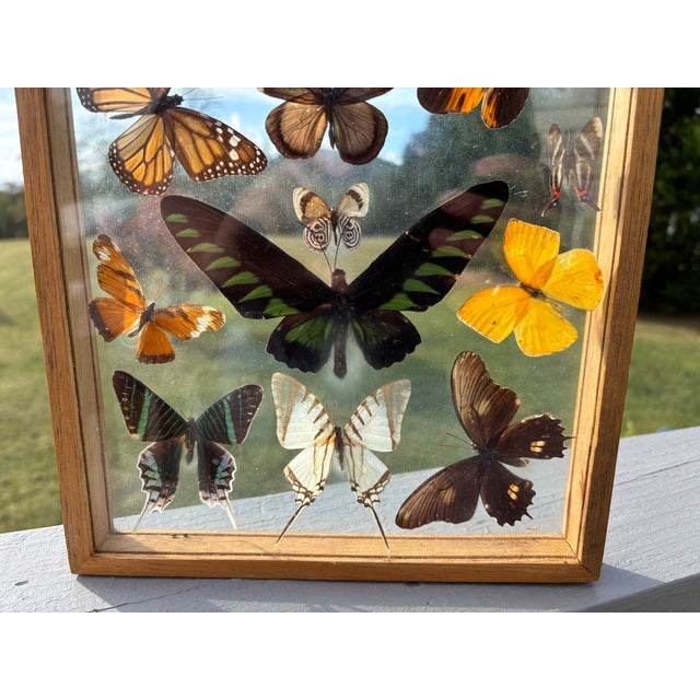 Butterflies For Sale - Image 6 of 11