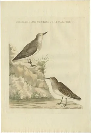 Sepp & Nozeman, Bird Illustration of a Sanderling, 1797, Print