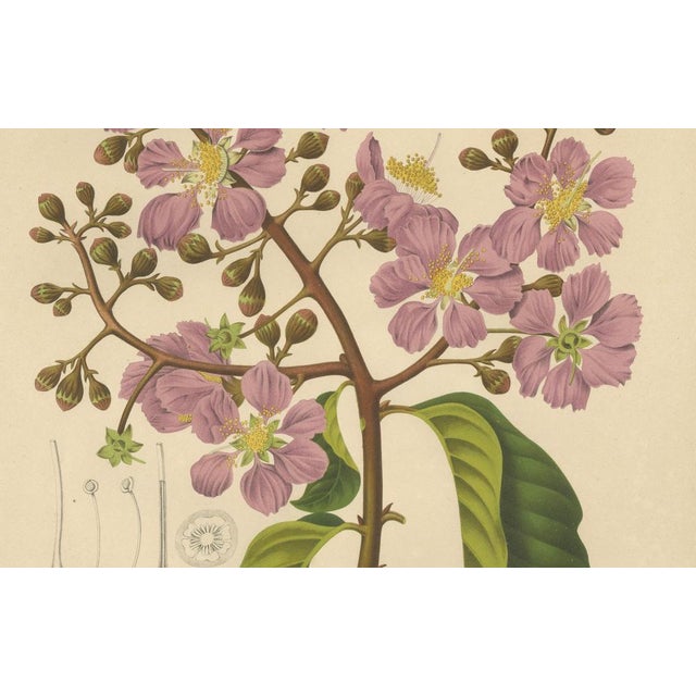Berthe Hoola van Nooten, Queen's Crape Myrtle, 1880, Chromolithograph For Sale - Image 4 of 9