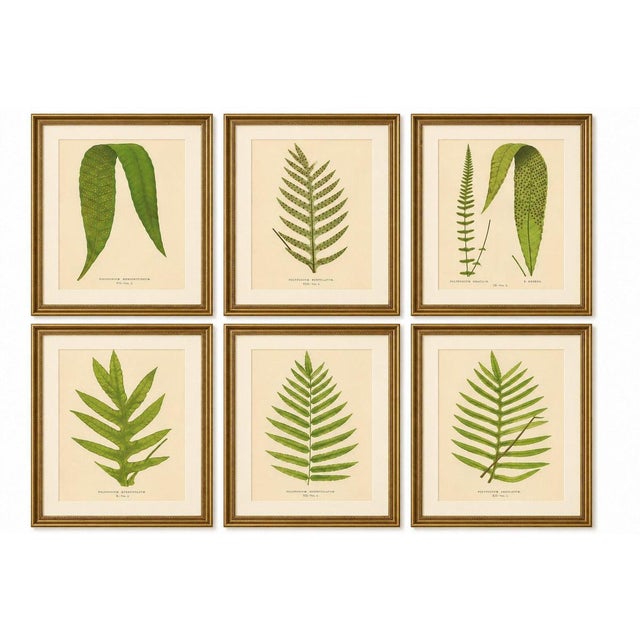 Victorian Exotic Fern Lithograph Portfolio by E.J. Lowe, 1856 – Set of 6 A refined and visually striking collection of six...