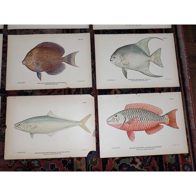 1900 - 1909 Authentic Antique 19th Century Tropical Fish Lithographs - Set of 12 For Sale - Image 5 of 6