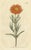 Curtis, Botany Illustration of Mesembryanthemum Aureum or Golden Fig-Marigold, 1794, Print For Sale