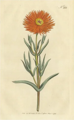 Curtis, Botany Illustration of Mesembryanthemum Aureum or Golden Fig-Marigold, 1794, Print