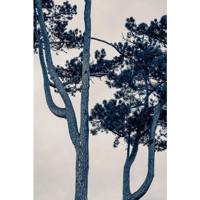 Guy Sargent, The Pine Tree, Archival Pigment Print For Sale - Image 6 of 6