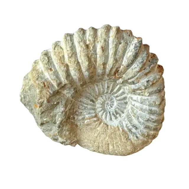 15th Century & Earlier Mantelliceras Ammonite Fossil on Wooden Display Stand For Sale - Image 5 of 7