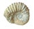15th Century & Earlier Mantelliceras Ammonite Fossil on Wooden Display Stand For Sale - Image 5 of 7