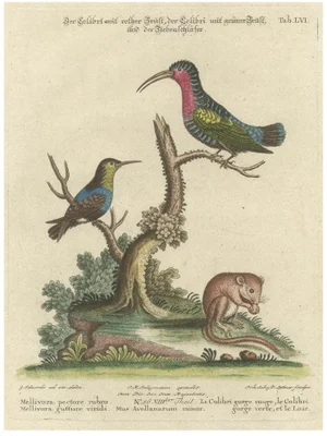 Johann Michael Seligmann, Hummingbirds and Dormouse, 1770s, Engraving on Paper