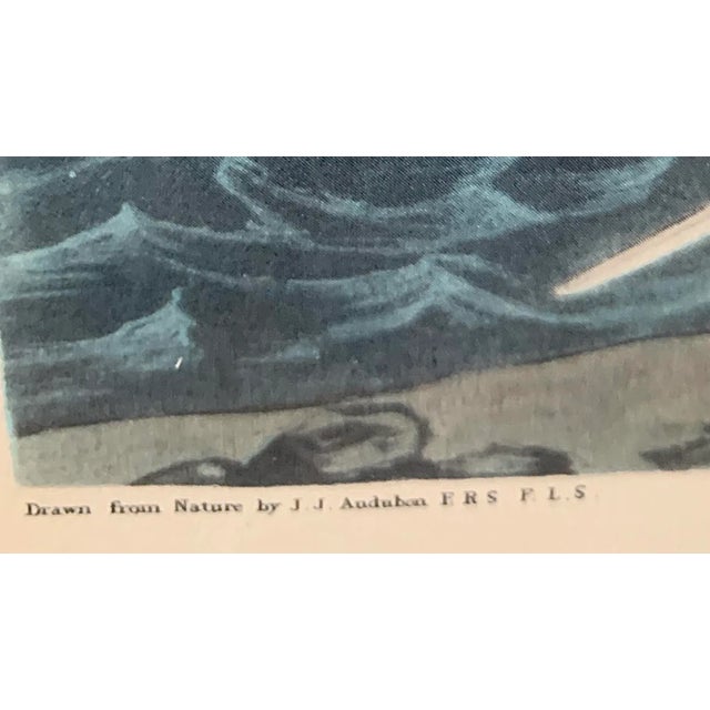 1960s After John James Audubon Octavo Plate 262 Reproduction Print, Framed For Sale In San Antonio - Image 6 of 13