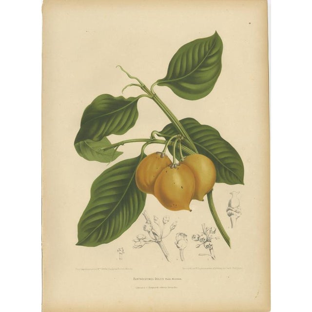 Berthe Hoola van Nooten, False Mangosteen, 1880, Chromolithograph For Sale - Image 9 of 9