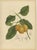 Berthe Hoola van Nooten, False Mangosteen, 1880, Chromolithograph For Sale - Image 9 of 9