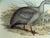 Mid 19th Century Cape Barren Goose Original Print by John Gould Print, 1840 For Sale - Image 5 of 11