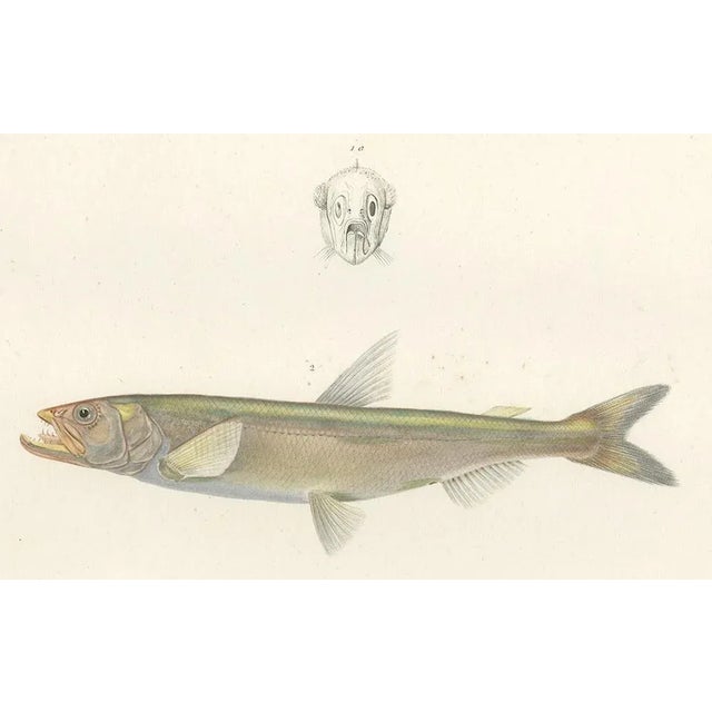 Mid 19th Century Blanchard, Capelin and the European Smelt, 1845, Hand-Colored Lithograph For Sale - Image 5 of 11