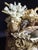 Celestial Meets the Sea-Shell Encrusted Bust-Coastal Art Sculpture For Sale - Image 10 of 11
