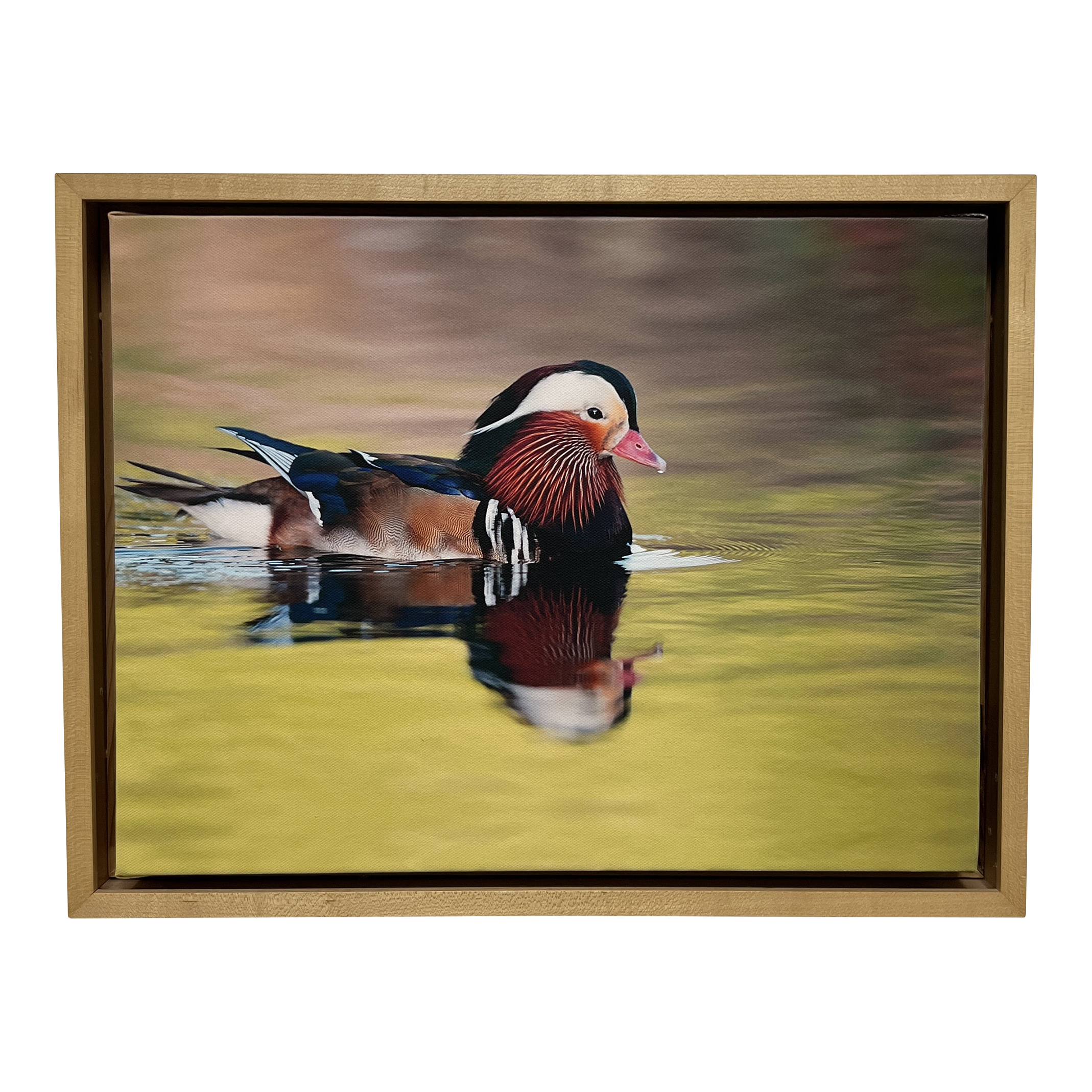 Stretch Canvas Framed + Signed by Artist of Mandarin Duck on Pond - image 0